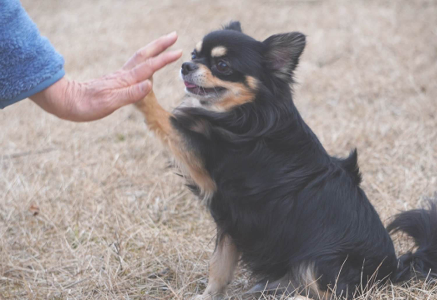 犬