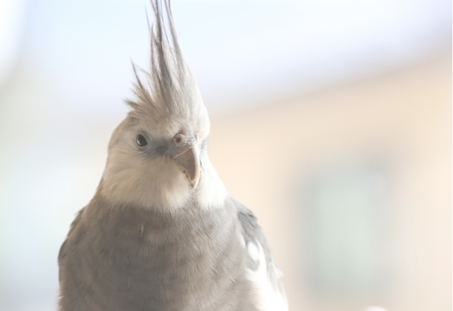 オカメインコ